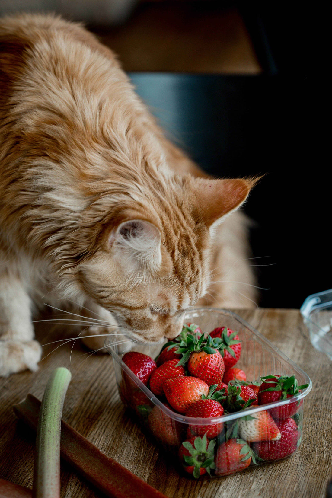 πΎπ Frutas TΓ³xicas para Gatos: Lo que Nunca DeberΓas Dejar al Alcance de tu Felino - Tienda Gatos