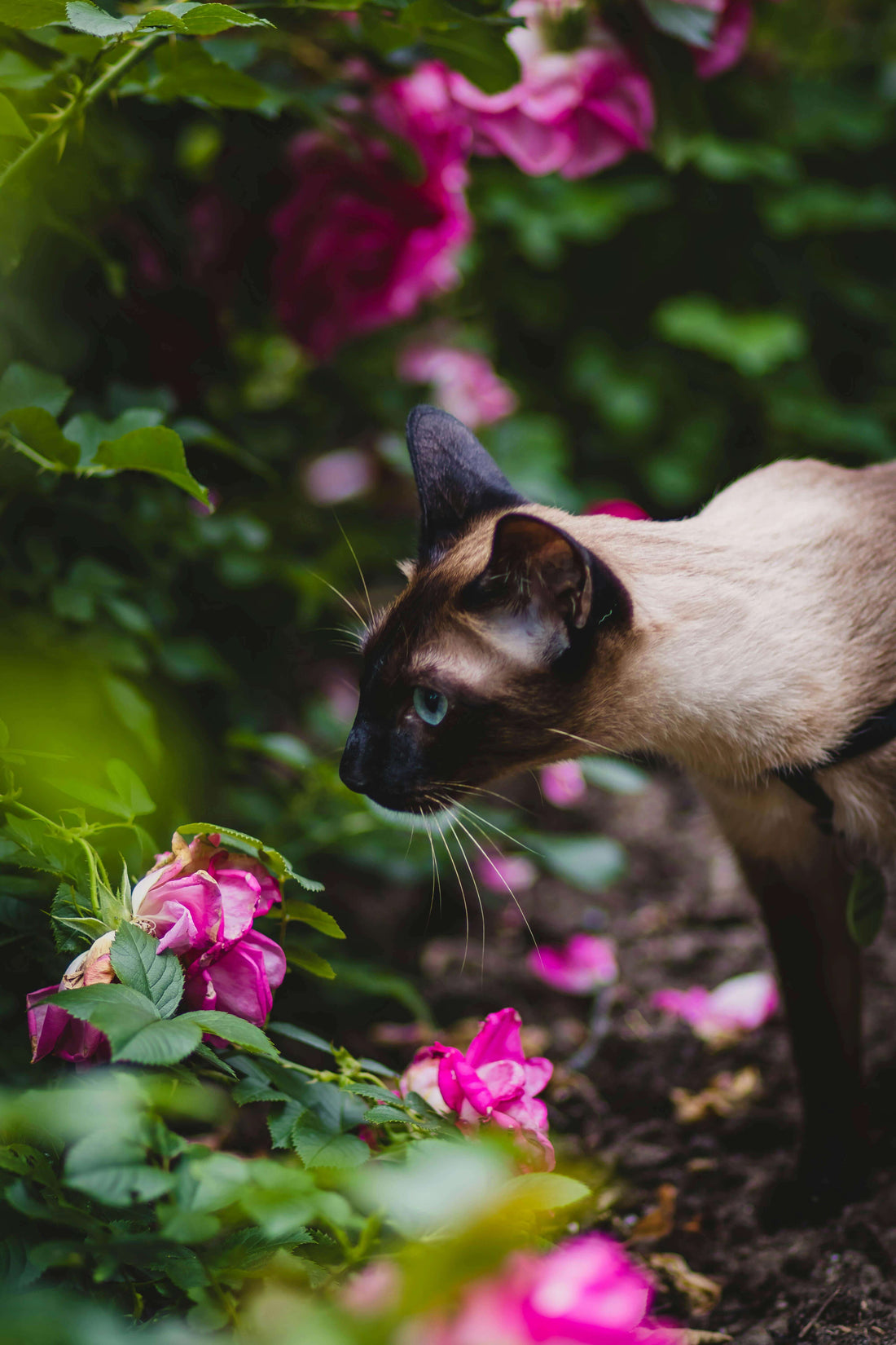 ๐ฑ๐ฟ Plantas Tรณxicas para Gatos: Cuรกles Evitar y Cรณmo Proteger a tu Mascota - Tienda Gatos